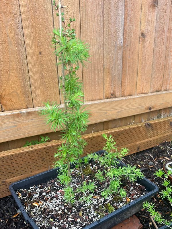 Japanese Larch 1 — Observation — 2024-04-05