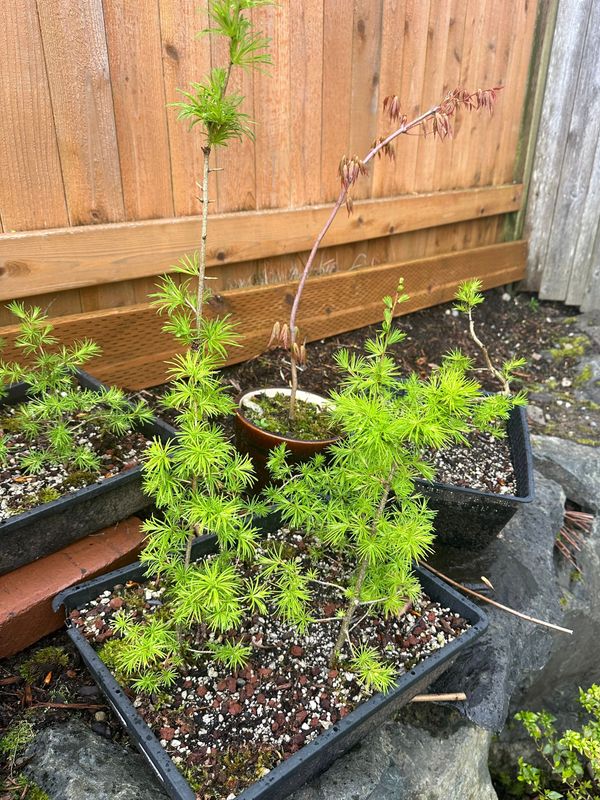 Japanese Larch 1 — Observation — 2024-04-05