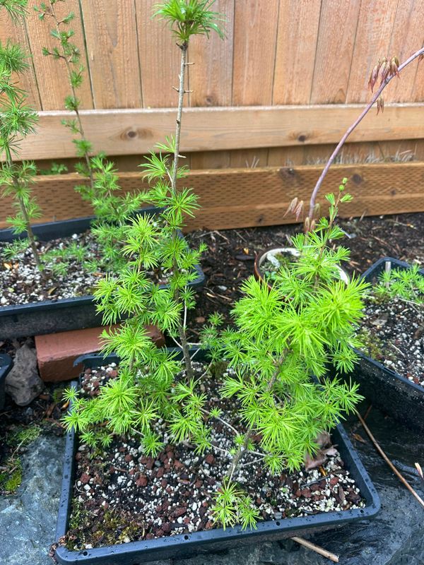 Japanese Larch 1 — Observation — 2024-04-05