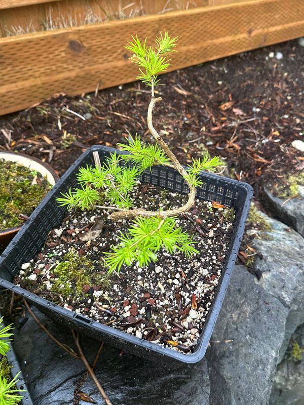 Japanese Larch 1 — Observation — 2024-04-05
