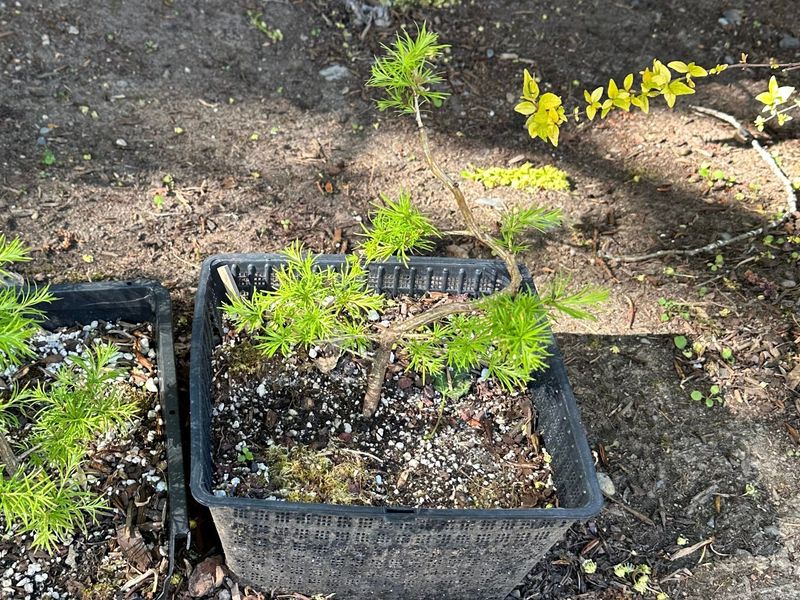 Japanese Larch 1 — Observation — 2024-04-22