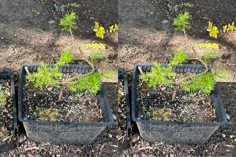 Japanese Larch 1 — Observation — 2024-04-22