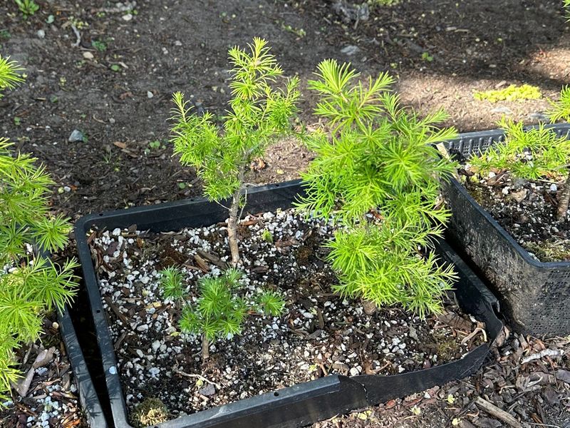 Japanese Larch 1 — Observation — 2024-04-22