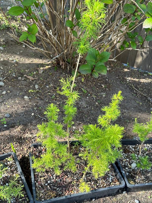 Japanese Larch 1 — Observation — 2024-04-22