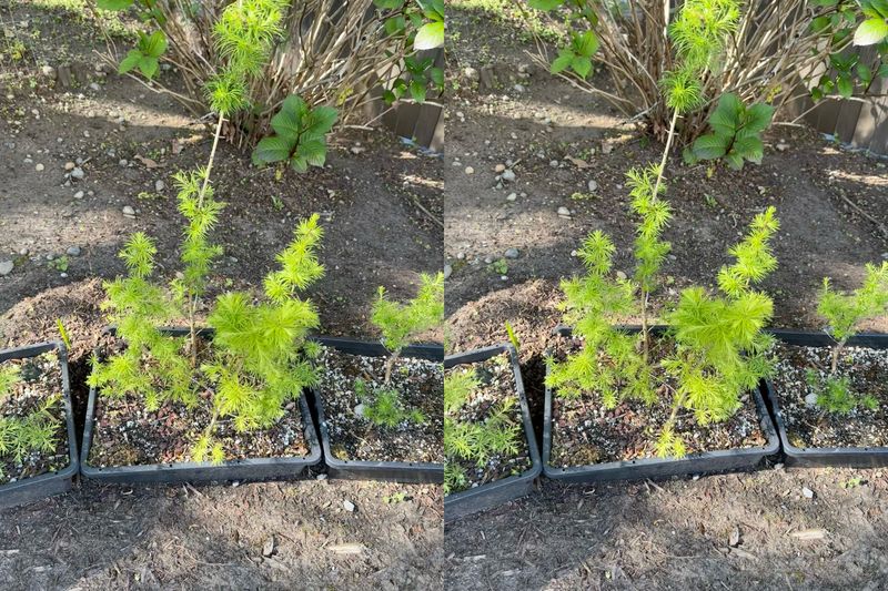 Japanese Larch 1 — Observation — 2024-04-22