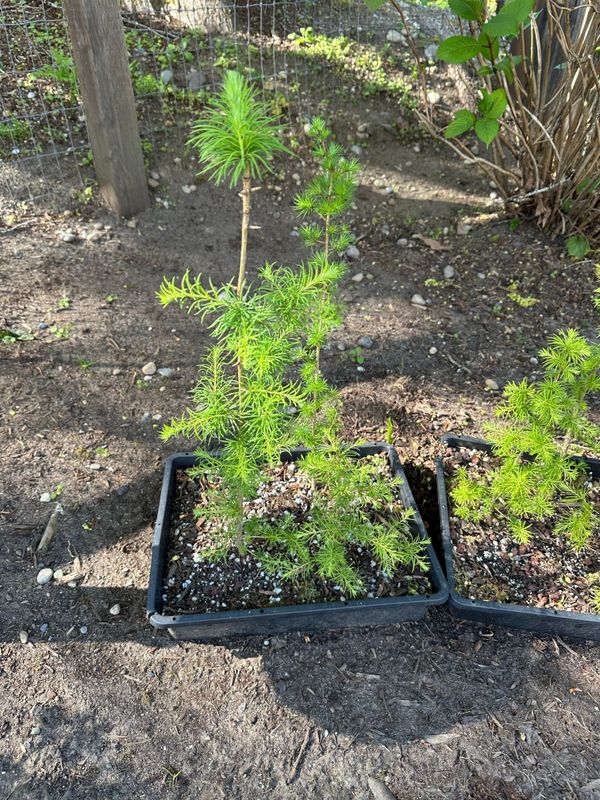 Japanese Larch 1 — Observation — 2024-04-22