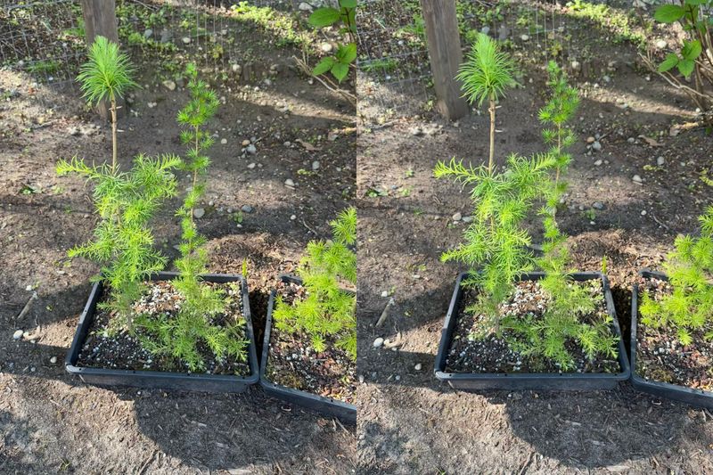 Japanese Larch 1 — Observation — 2024-04-22