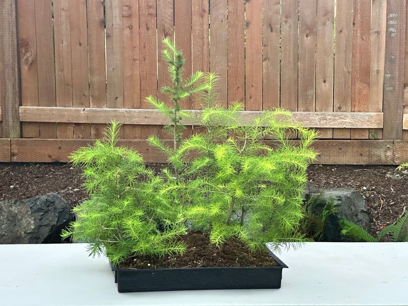 Japanese Larch 1 — Observation — 2025-07-14