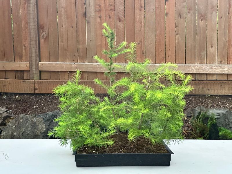 Japanese Larch 1 — Observation — 2025-07-14