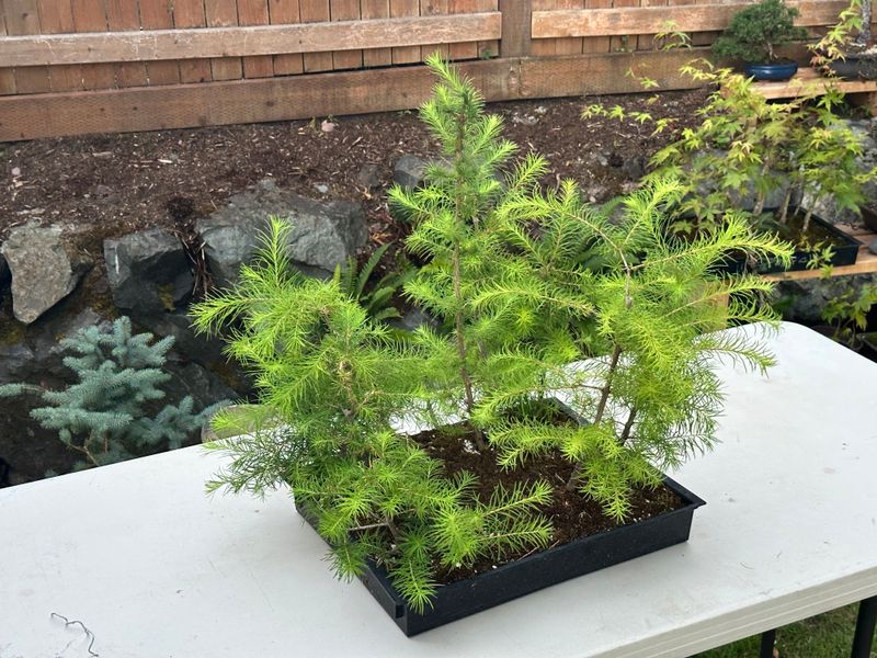 Japanese Larch 1 — Observation — 2025-07-14
