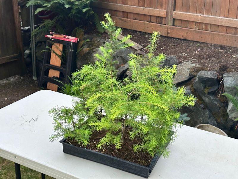 Japanese Larch 1 — Observation — 2025-07-14