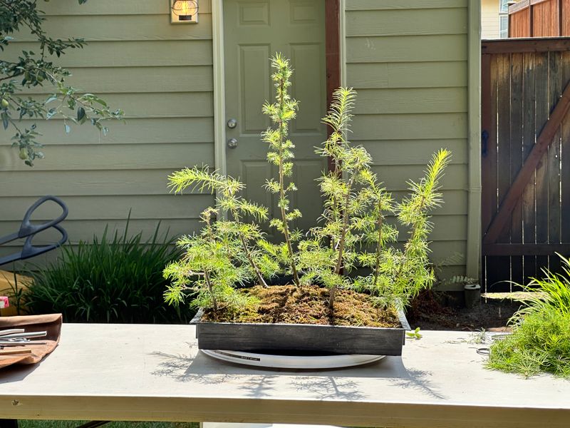 Japanese Larch 1 — Prune — 2025-07-19