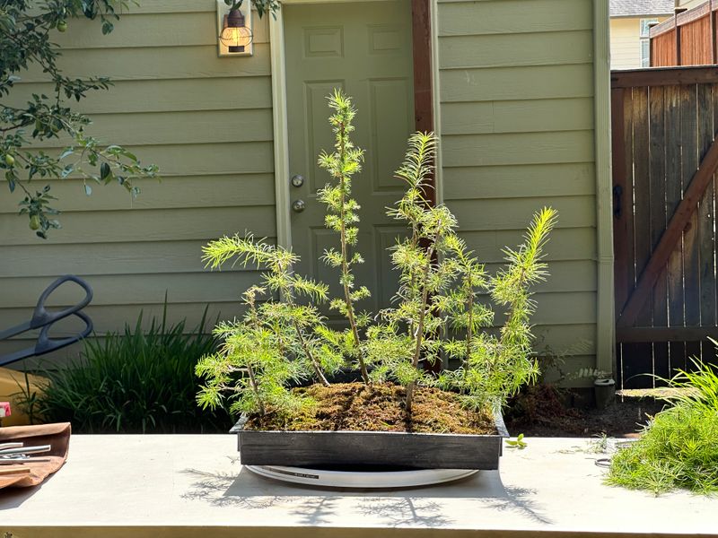 Japanese Larch 1 — Prune — 2025-07-19