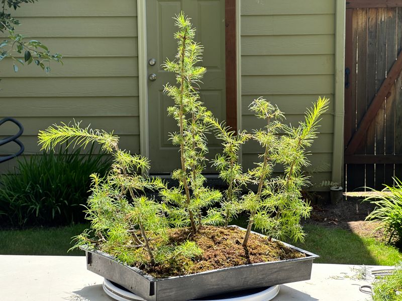 Japanese Larch 1 — Prune — 2025-07-19