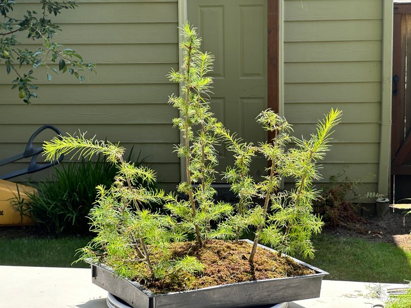 Japanese Larch 1 — Prune — 2025-07-19