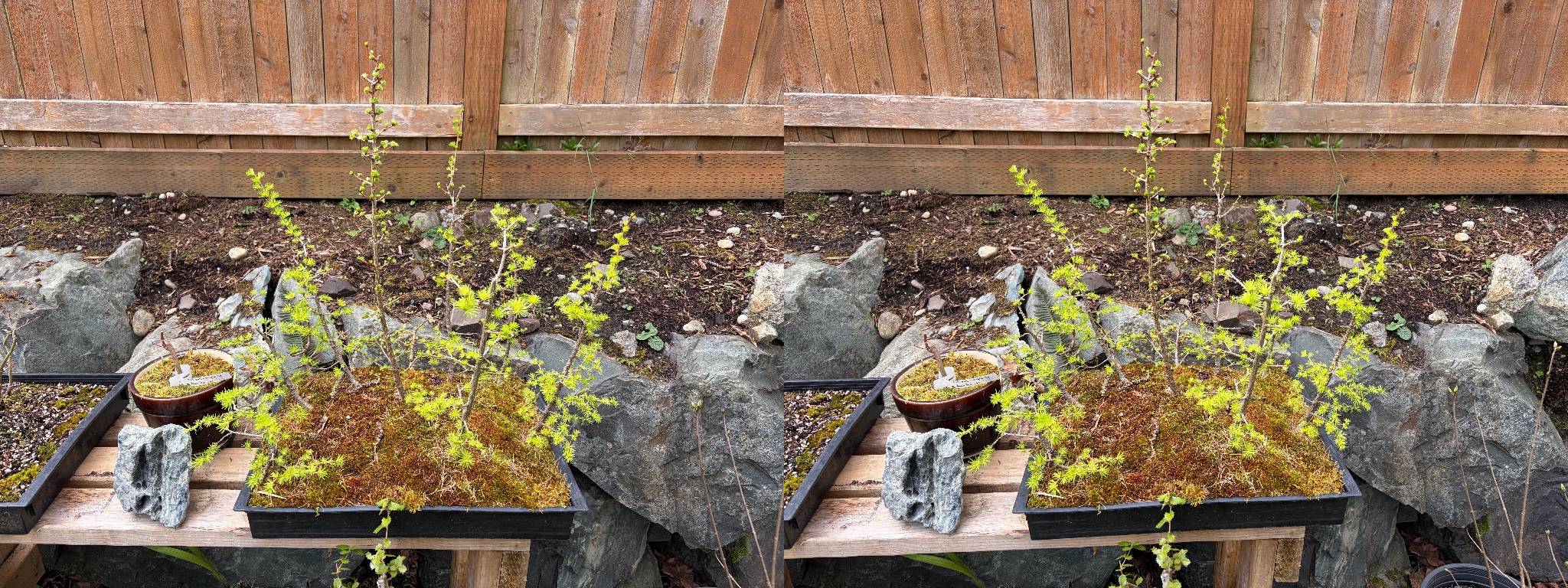 Japanese Larch 1 — Observation — 2026-03-29