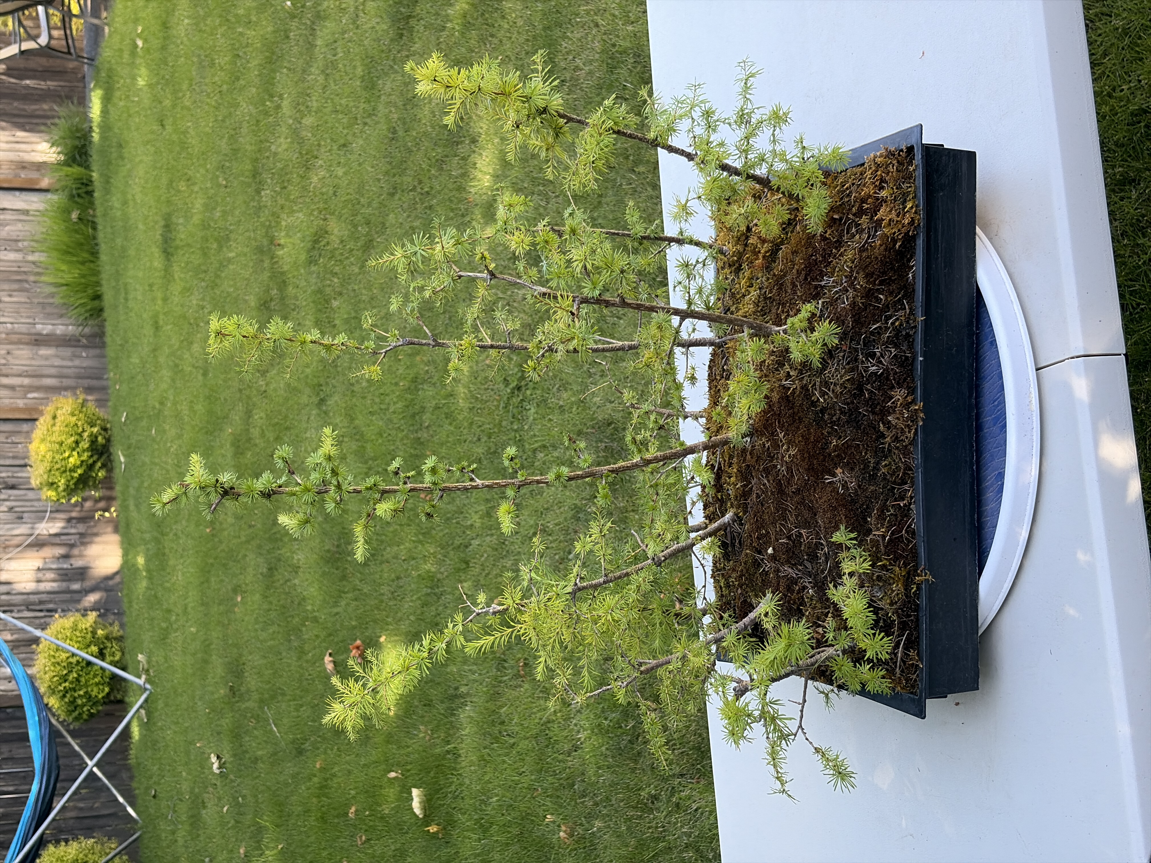 Japanese Larch 1 — Observation — 2026-06-13