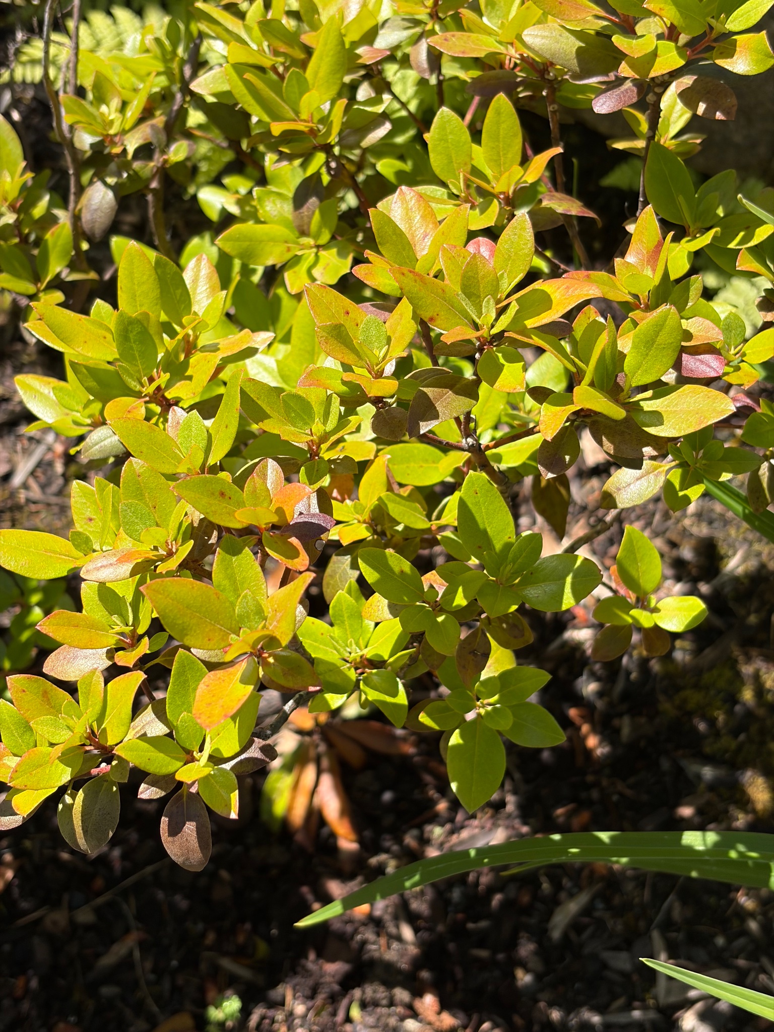 Satsuki Azalea 1 — Observation — 2026-06-11