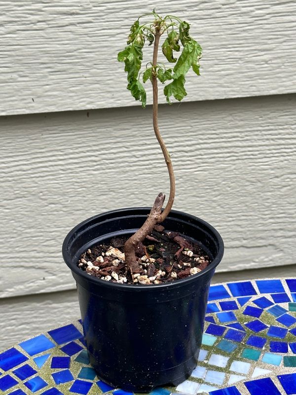 Big Leaf Maple 1 — Observation — 2023-05-21
