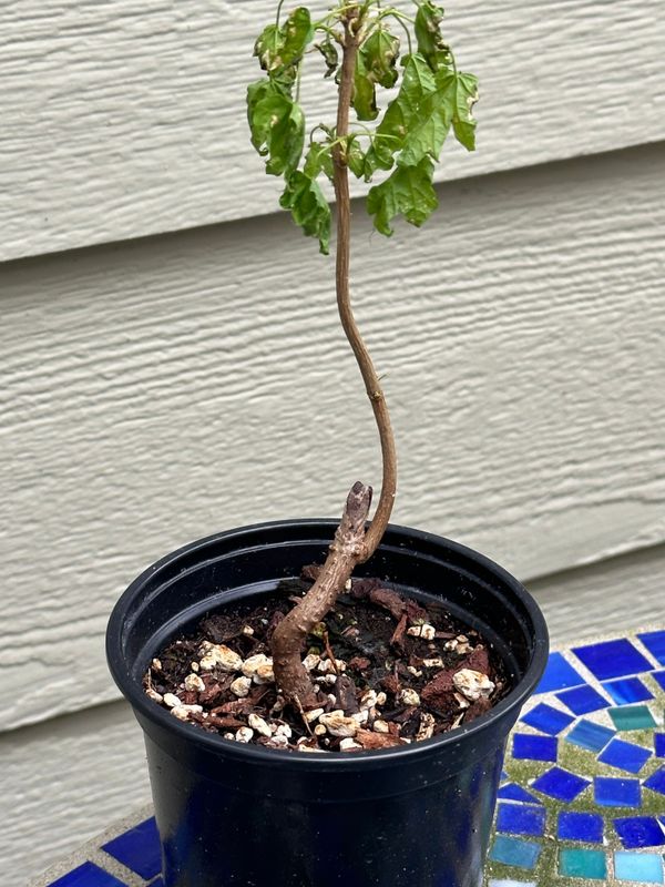 Big Leaf Maple 1 — Observation — 2023-05-21