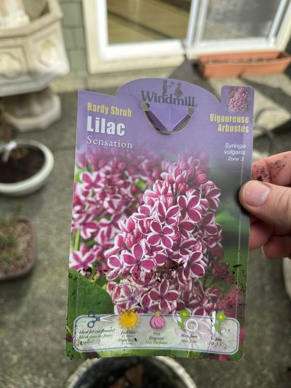 Lilac Sensation 1 — Observation — 2023-03-06