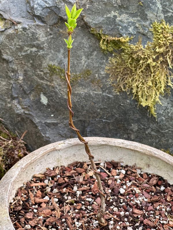 Lilac Sensation 1 — Observation — 2023-04-26