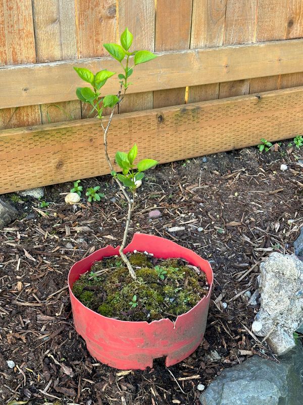 Lilac Sensation 1 — Observation — 2024-04-22