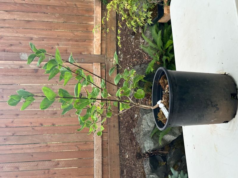 Lilac Sensation 1 — Observation — 2025-07-14