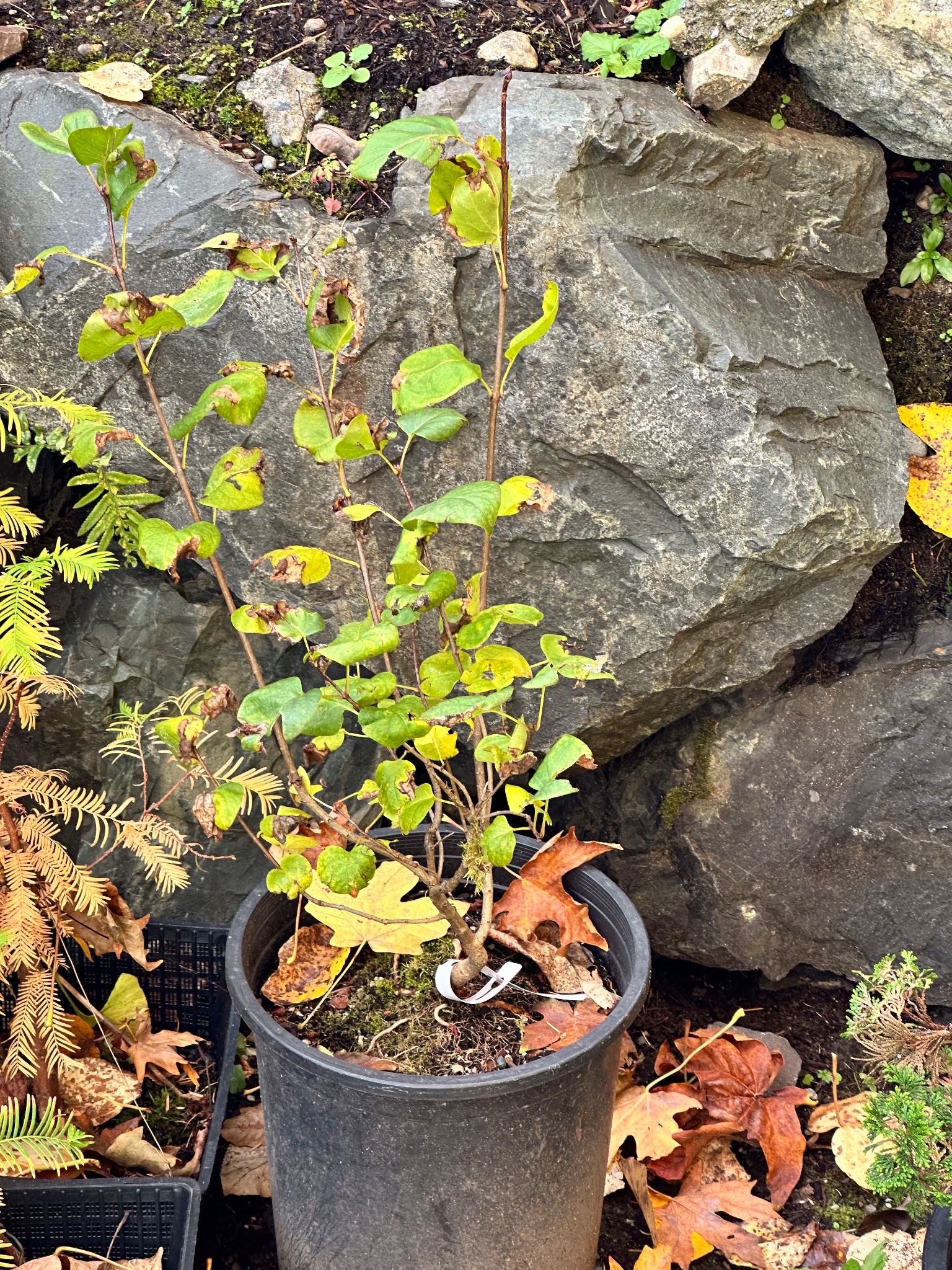 Lilac Sensation 1 — Observation — 2025-11-02