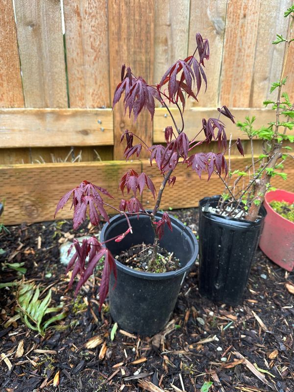 Japanese Maple 1 — Observation — 2024-04-05