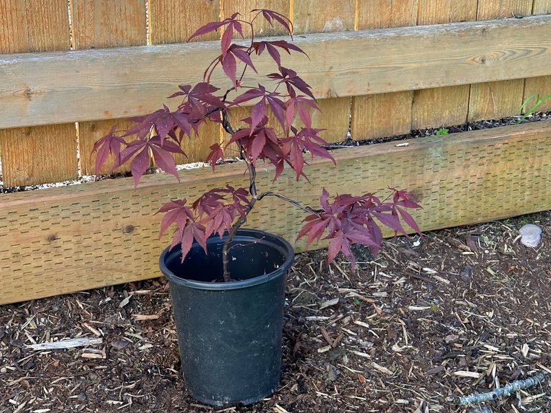 Japanese Maple 1 — Observation — 2024-04-22