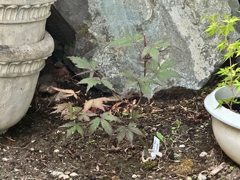 Japanese Maple 1 — Observation — 2025-07-14