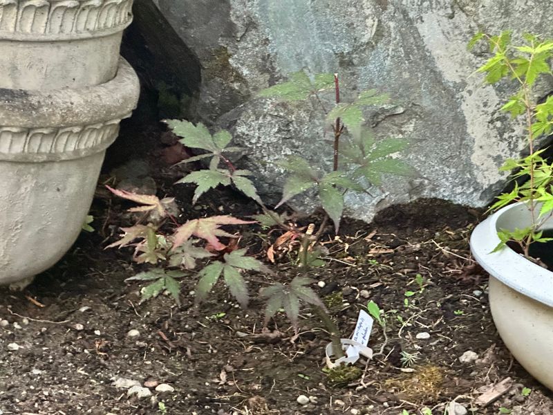 Japanese Maple 1 — Observation — 2025-07-14