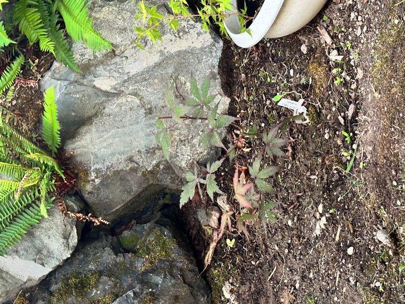 Japanese Maple 1 — Observation — 2025-07-14