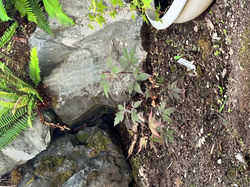 Japanese Maple 1 — Observation — 2025-07-14