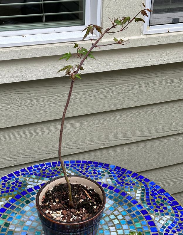 Japanese Maple 2 — Observation — 2023-05-21
