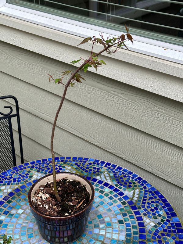 Japanese Maple 2 — Observation — 2023-05-21