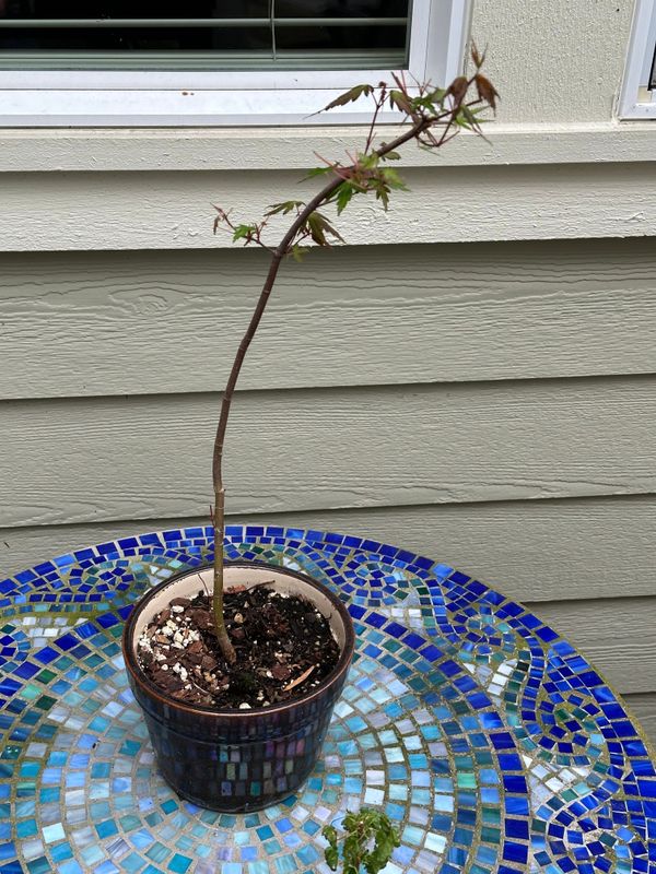Japanese Maple 2 — Observation — 2023-05-21