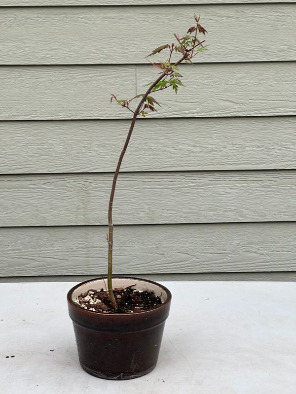 Japanese Maple 2 — Observation — 2023-05-21