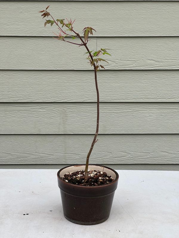 Japanese Maple 2 — Observation — 2023-05-21