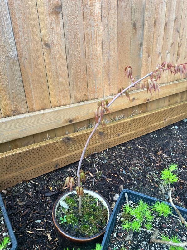 Japanese Maple 2 — Observation — 2024-04-05