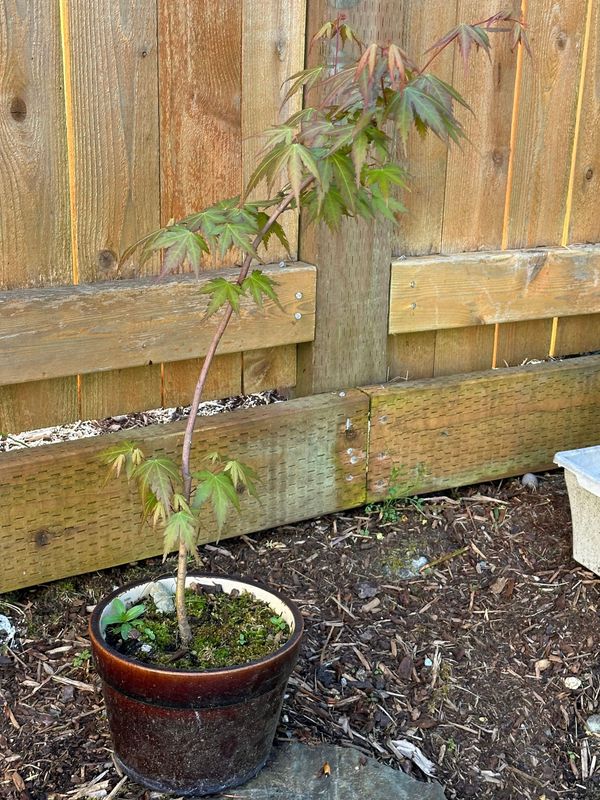 Japanese Maple 2 — Observation — 2024-04-22