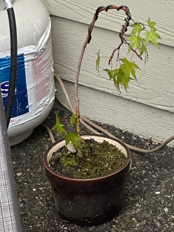 Japanese Maple 2 — Observation — 2024-05-22