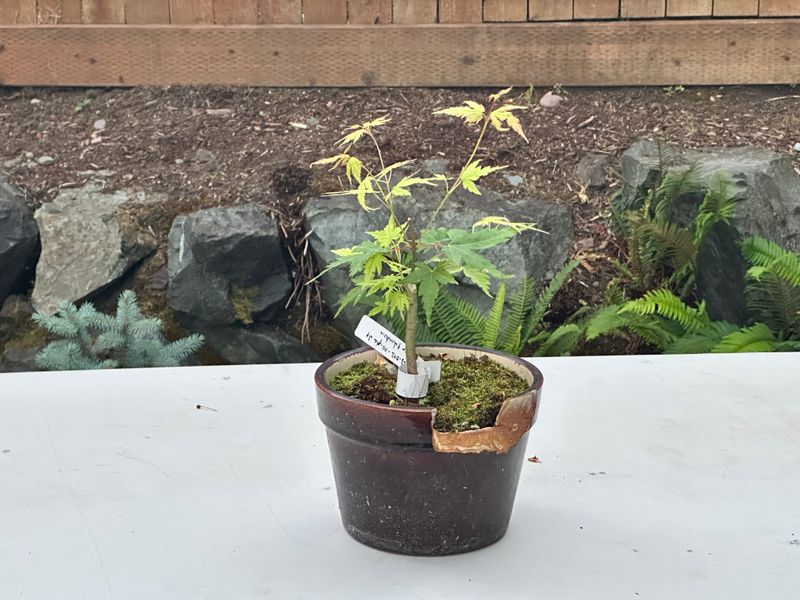 Japanese Maple 2 — Observation — 2025-07-14