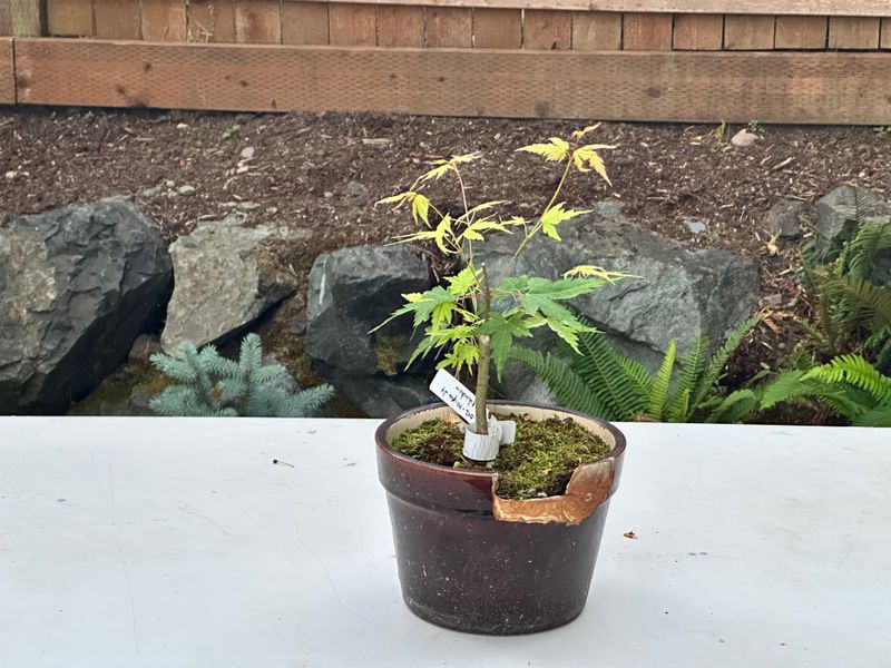 Japanese Maple 2 — Observation — 2025-07-14