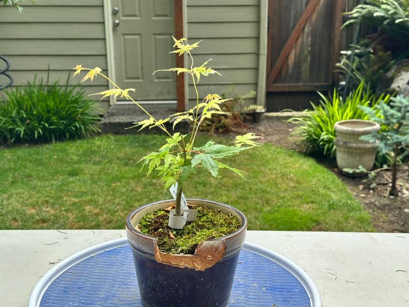 Japanese Maple 2 — Prune — 2025-07-19