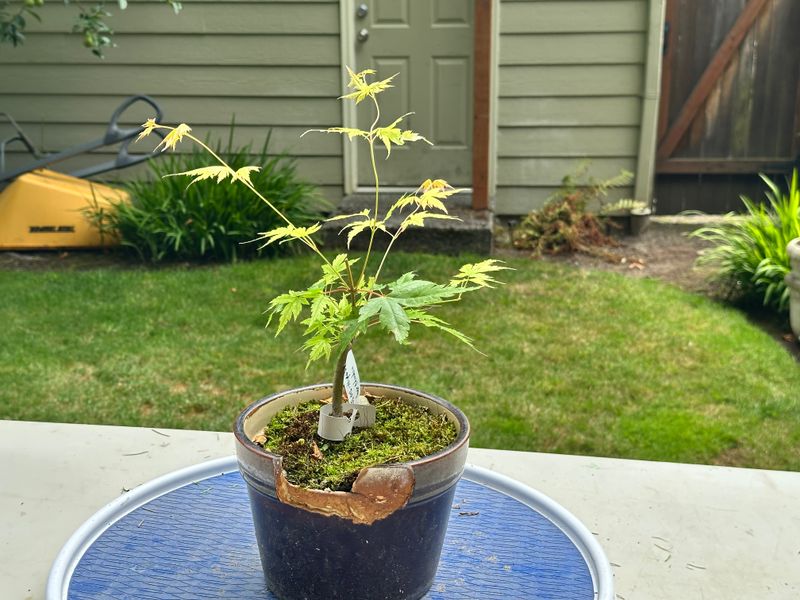 Japanese Maple 2 — Prune — 2025-07-19