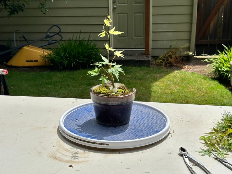 Japanese Maple 2 — Prune — 2025-07-19