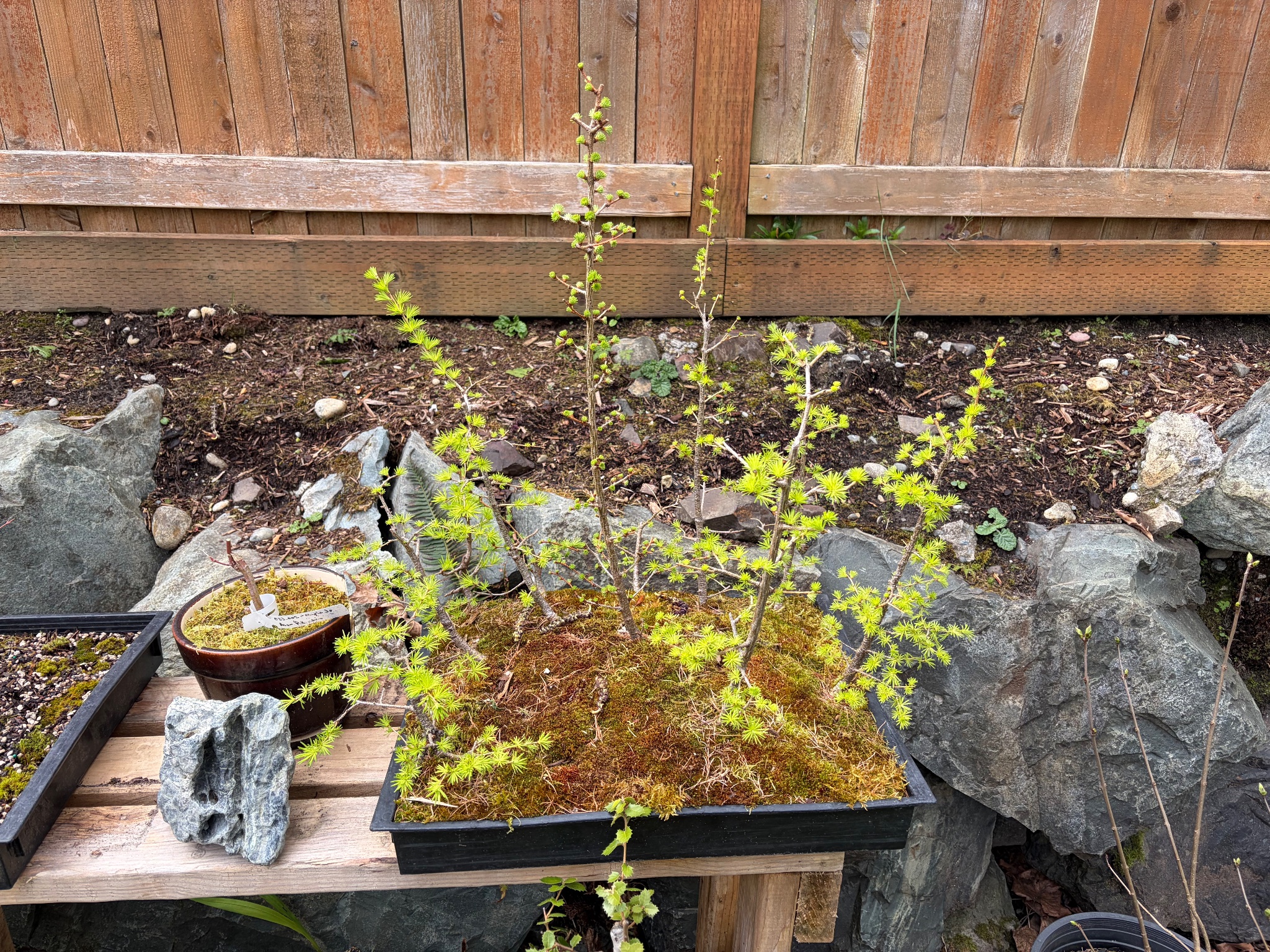 Japanese Maple 2 — Observation — 2026-03-28