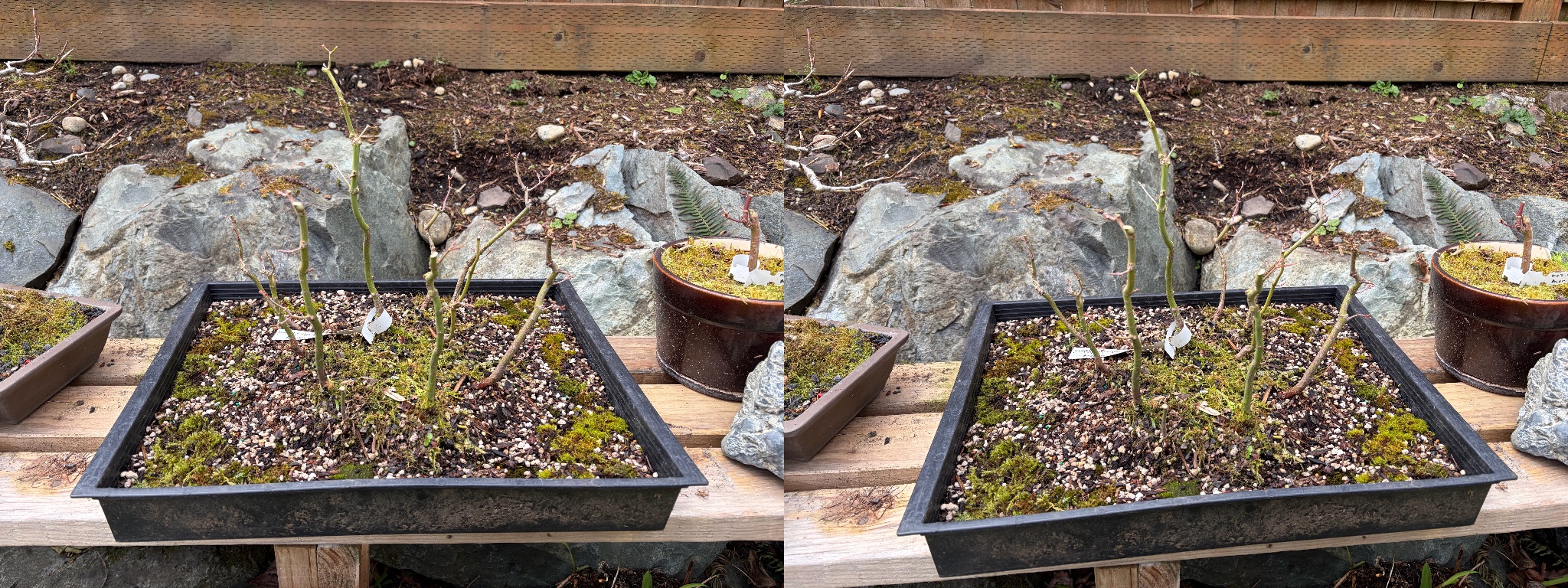 Japanese Maple 2 — Observation — 2026-03-28